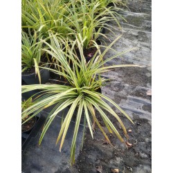 Turzyca Morrowa 'Ice Dance' Carex morrowii