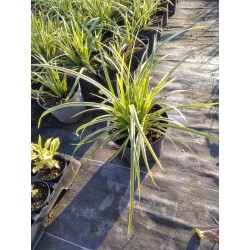 Turzyca Morrowa 'Ice Dance' Carex morrowii