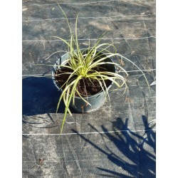 Turzyca Oszimska "Maxigold" Carex Oshimensis