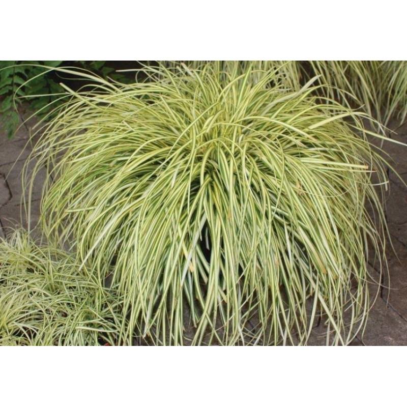 Turzyca Oszimska "Maxigold" Carex Oshimensis