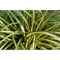 Carex oshimensis Evergold...