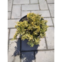 Juniperus horizontalis...