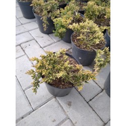 Juniperus horizontalis 'Golden Carpet'