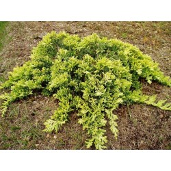 Juniperus horizontalis 'Golden Carpet'