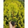 Thuja occidentalis 'Golden Anne'®