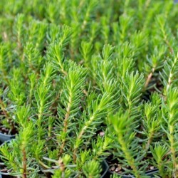 Sedum Reflexum Green Spruce
