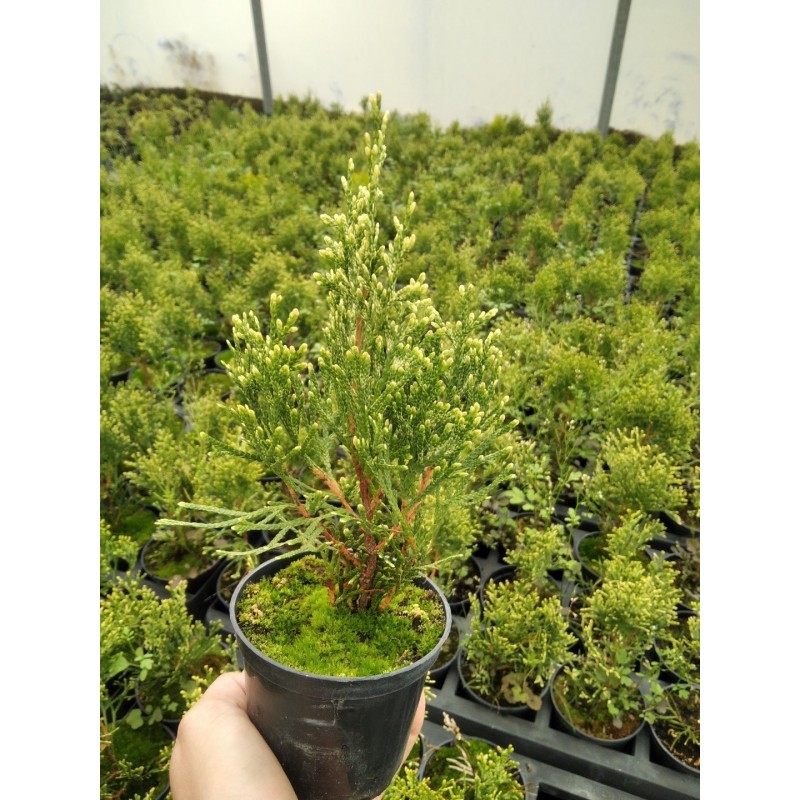 Thuja occidentalis 'Smaragd Witbont'