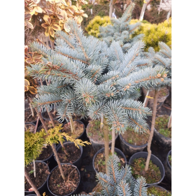 Picea pungens 'Glauca Globosa' Świerk na pniu