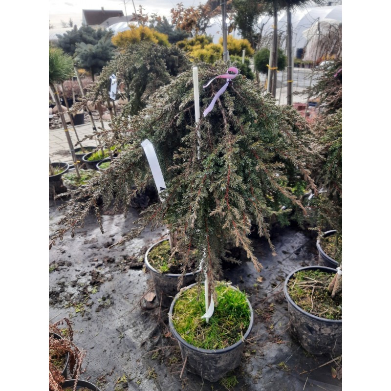 Juniperus communis 'Greenmantle' na pniu