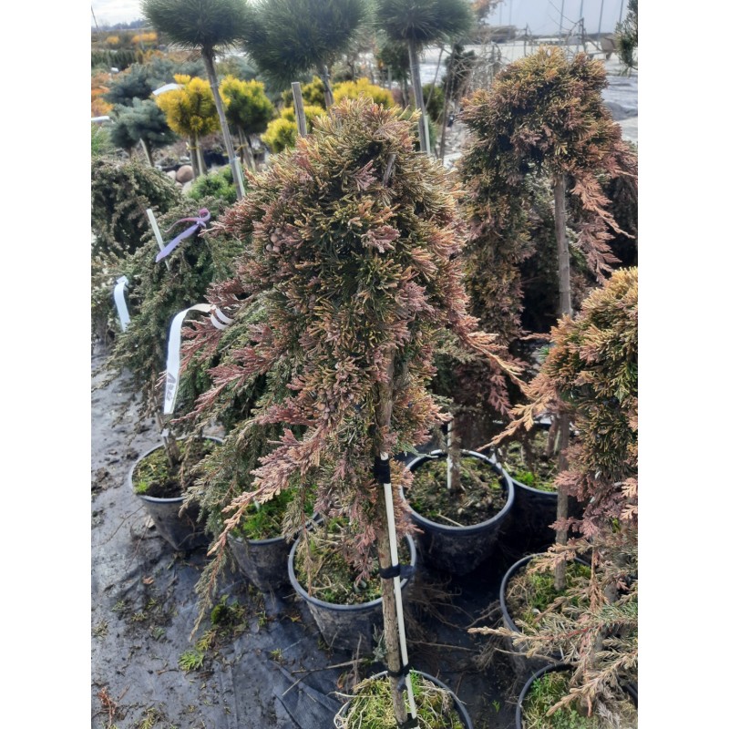 Juniperus horizontalis 'Golden Carpet' na pniu