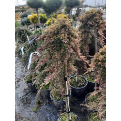 Juniperus horizontalis 'Golden Carpet' na pniu