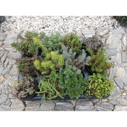 Mix Sempervivum + Sedum 24  odmiany fi 8,5 cm