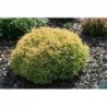 Thuja occidentalis 'Golden Tuffet'