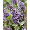 Buddleja davidii B.C. 'Lila Sweetheart PBR