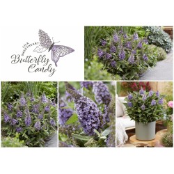 Buddleja davidii B.C. 'Lila Sweetheart PBR