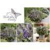 Buddleja davidii B.C. 'Lila Sweetheart PBR