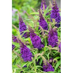 Buddleja davidii B.C. 'Little Purple PBR