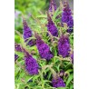 Buddleja davidii B.C. 'Little Purple PBR