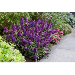 Buddleja davidii B.C. 'Little Purple PBR