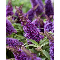 Buddleja davidii B.C. 'Little Purple PBR