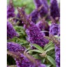 Buddleja davidii B.C. 'Little Purple PBR