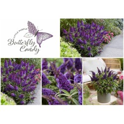 Buddleja davidii B.C. 'Little Purple PBR