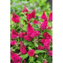 Buddleja davidii B.C. 'Little Ruby PBR