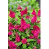 Buddleja davidii B.C. 'Little Ruby PBR