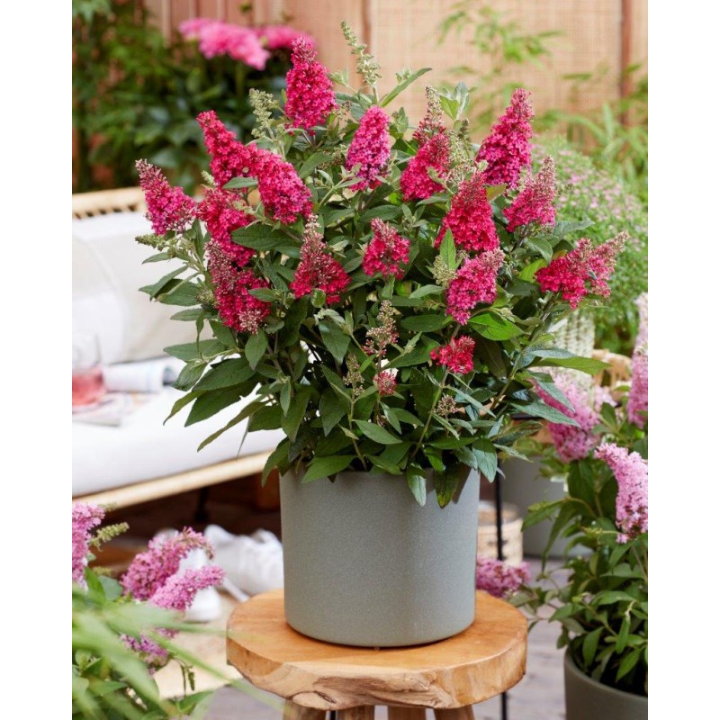 Buddleja davidii B.C. 'Little Ruby PBR