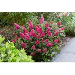 Buddleja davidii B.C. 'Little Ruby PBR