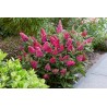 Buddleja davidii B.C. 'Little Ruby PBR