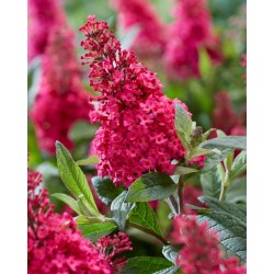 Buddleja davidii B.C. 'Little Ruby PBR