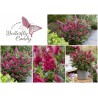 Buddleja davidii B.C. 'Little Ruby PBR