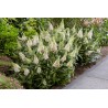 Buddleja davidii B.C. 'Little White PBR