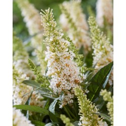 Buddleja davidii B.C. 'Little White PBR