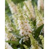 Buddleja davidii B.C. 'Little White PBR