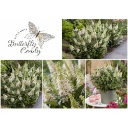 Buddleja davidii B.C. 'Little White PBR