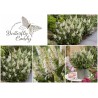 Buddleja davidii B.C. 'Little White PBR