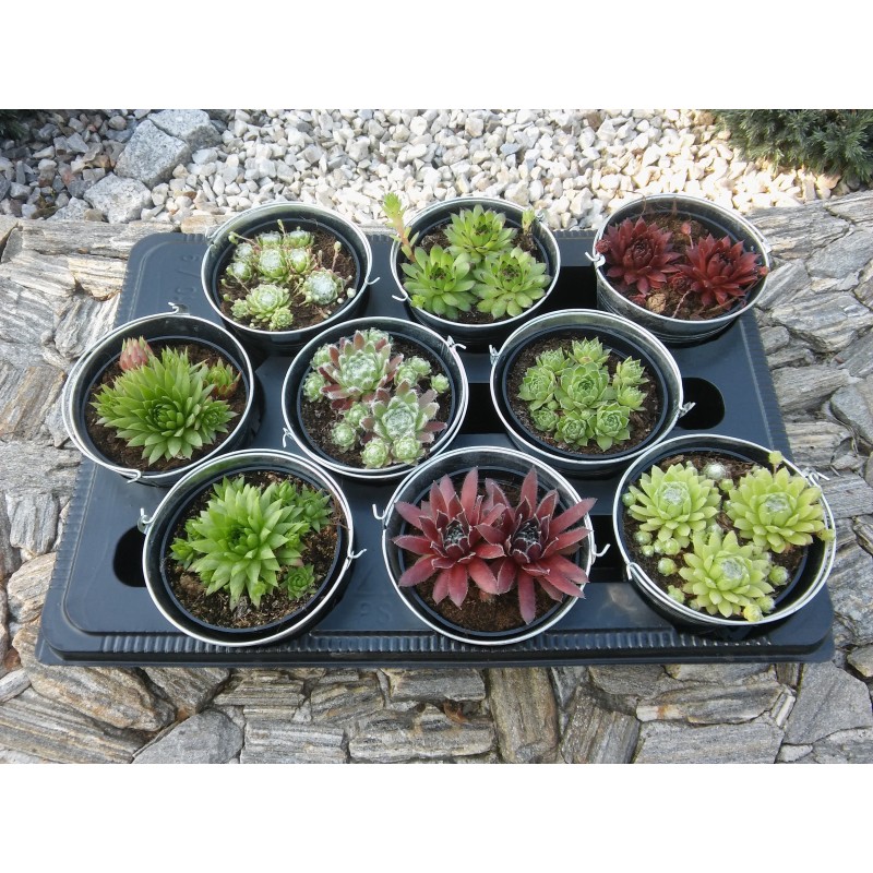 Mix Sempervivum 9 odmian fi 8,5 cm z wiadereczkiem