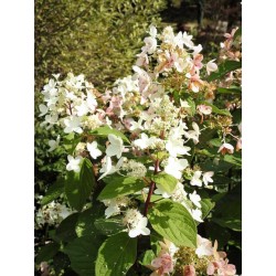 Hydrangea paniculata 'Great Escape'