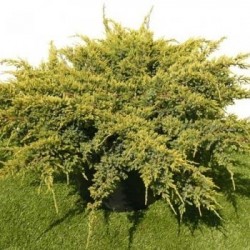 Juniperus squamata 'Holger'
