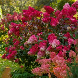 Hortensja bukietowa 'Magical Flame'