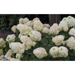 Hydrangea paniculata 'Magical Mont Blanc' PBR