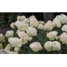 Hydrangea paniculata 'Magical Mont Blanc' PBR