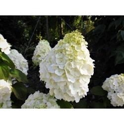 Hydrangea paniculata...