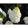 Hydrangea paniculata 'Magical Mont Blanc' PBR