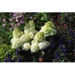 Hydrangea paniculata 'Magical Mont Blanc' PBR