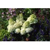 Hydrangea paniculata 'Magical Mont Blanc' PBR