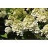 Hydrangea paniculata 'Magical Mont Blanc' PBR