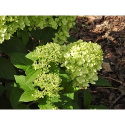 Hydrangea paniculata...